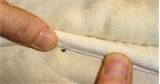 pictures of Bed Bugs Size
