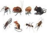 Exterminator For Bed Bugs images