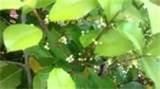 Solution For Bed Bugs images