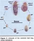 Where Do Bed Bugs Hide