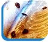 photos of Bed Bug Inspection