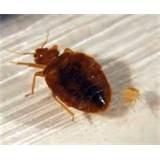 Bed Bugs Exterminator images
