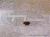 images of Exterminator For Bed Bugs