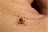 Bed Bug Remedy pictures