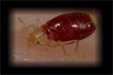 photos of Solution For Bed Bugs