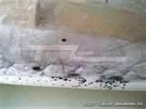 Where Do Bed Bugs Hide images