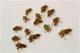 Bed Bugs Remedy pictures Bed Bugs Remedy pictures