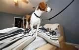 How To Eradicate Bed Bugs pictures