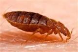 Bed Bug Remedy photos
