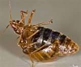 How To Remove Bed Bugs images