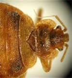 Bed Bug Epidemic