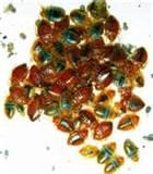 photos of Bed Bug Chemicals
