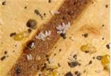 images of Bed Bugs Size