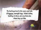 photos of Bed Bugs Remedy photos of Bed Bugs Remedy