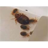 photos of How Get Rid Of Bed Bugs