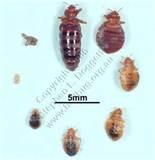 images of Bed Bugs Treatment At Home
