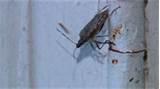 How To Test For Bed Bugs pictures