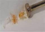 photos of How To Eradicate Bed Bugs
