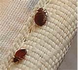 Bed Bug Epidemic photos