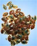 photos of Bed Bugs Solution
