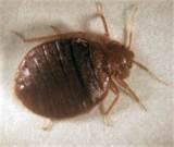 pictures of Bed Bugs Getting Rid Of