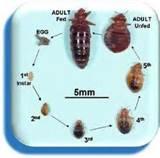 Bed Bug Inspection