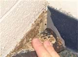 How Get Rid Of Bed Bugs images