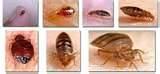pictures of Where Do Bed Bugs Hide