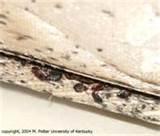 photos of Avoiding Bed Bugs