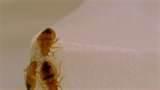 Heat Bed Bugs