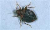 images of Bed Bug Exterminator