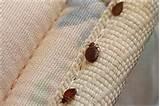 photos of Bed Bug Chemicals