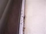 pictures of Exterminator For Bed Bugs