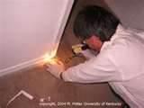 Bed Bug Inspection photos