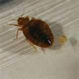 How To Remove Bed Bugs images