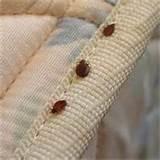 Bed Bugs Remedy pictures Bed Bugs Remedy pictures