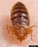Bed Bugs Pesticide pictures