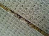 Solution For Bed Bugs photos