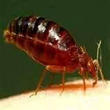 photos of Bed Bug Chemicals