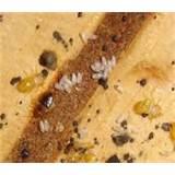 How Get Rid Of Bed Bugs photos