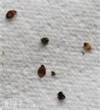 Bed Bugs Treatment At Home photos