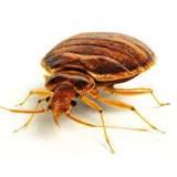 Removing Bed Bugs images