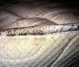 How To Eradicate Bed Bugs photos