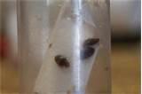 How To Test For Bed Bugs images