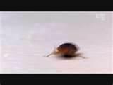 pictures of Heat Bed Bugs
