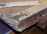 Bed Bug Inspection images