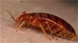 pictures of Bed Bugs Exterminator