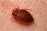 pictures of Bed Bugs Size