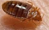How To Destroy Bed Bugs photos