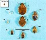Bed Bugs Size